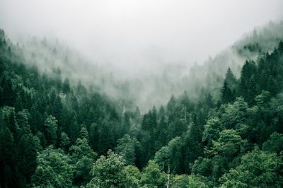 aerial photo of green trees tree zoom background