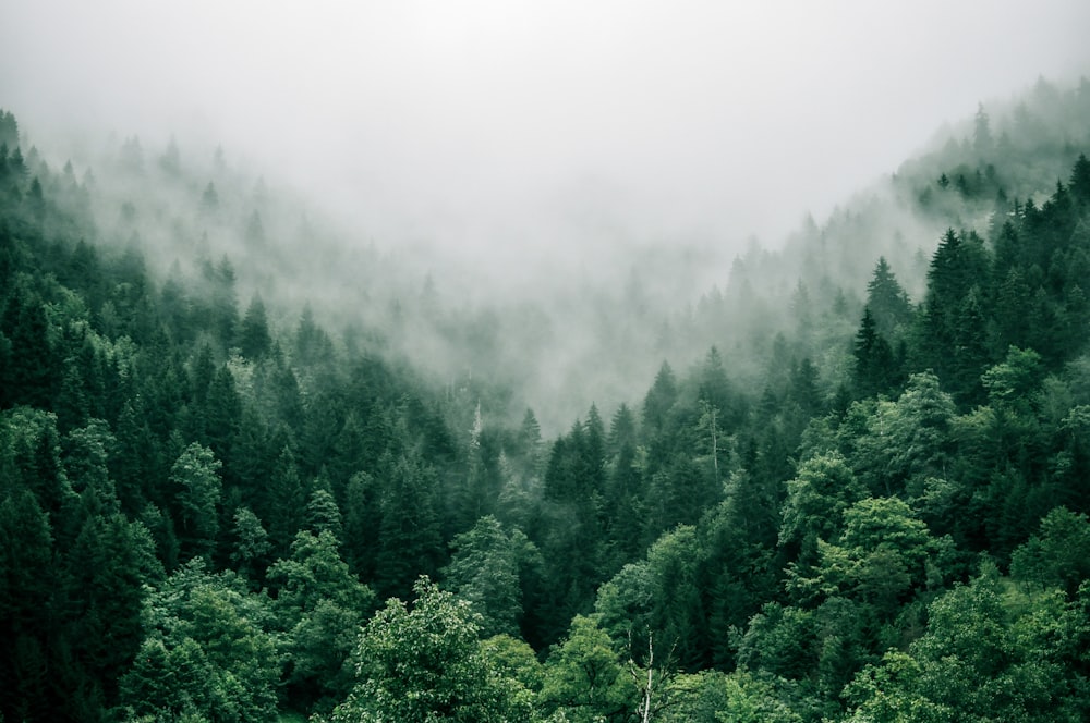 aerial photo of green trees