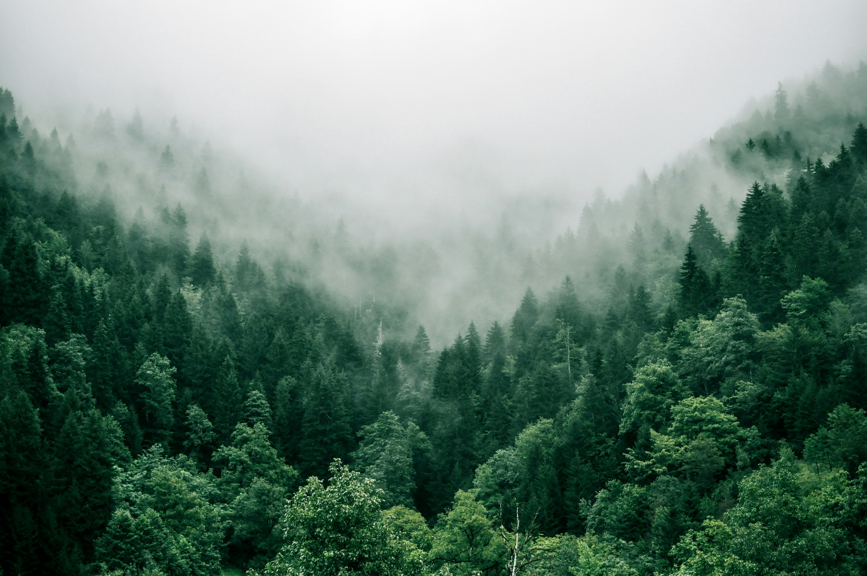 The Forest-Urban Continuum