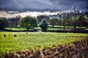 landscape photo of grass field under cloudy sky