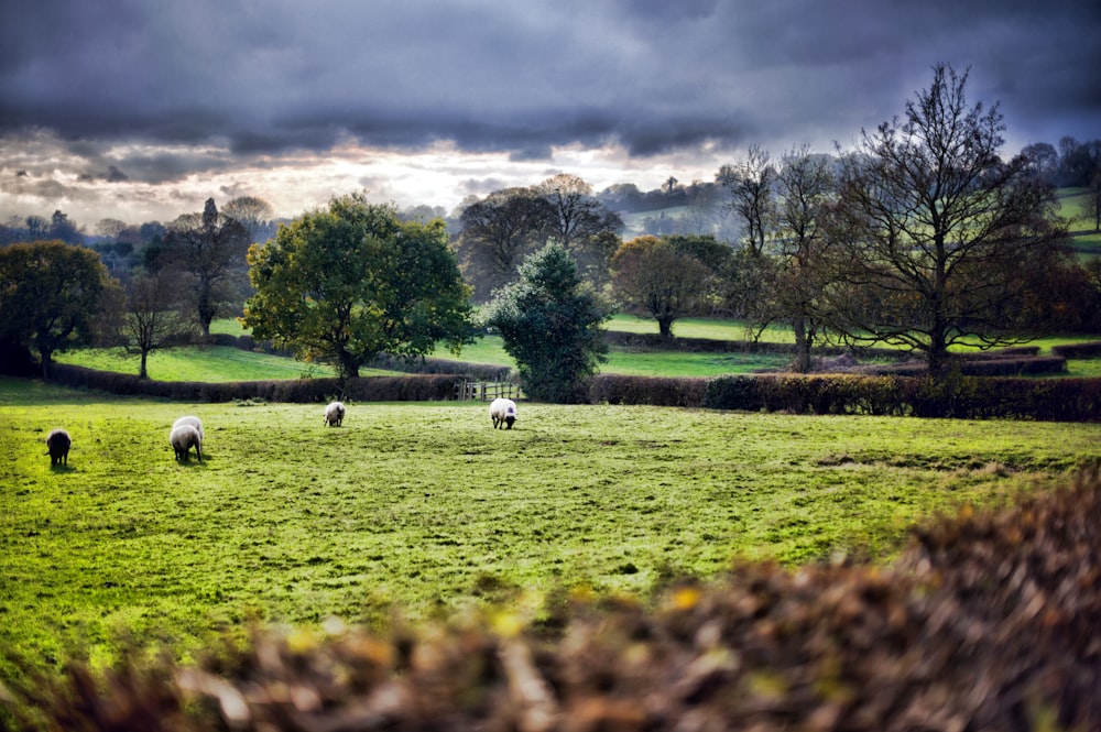 landscape photo of grass field under cloudy sky