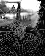 A close-up macro shot of a dew-covered spider web glistening in morning light.