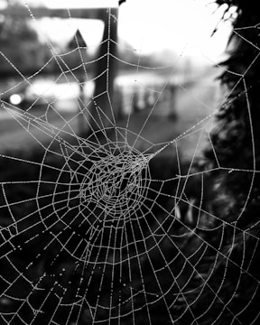 A close-up shot of a dew-covered spider web glistening in early morning light amidst a forest.