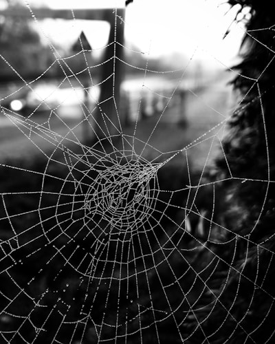 A close-up of a dew-covered spider web glistening in early morning light.