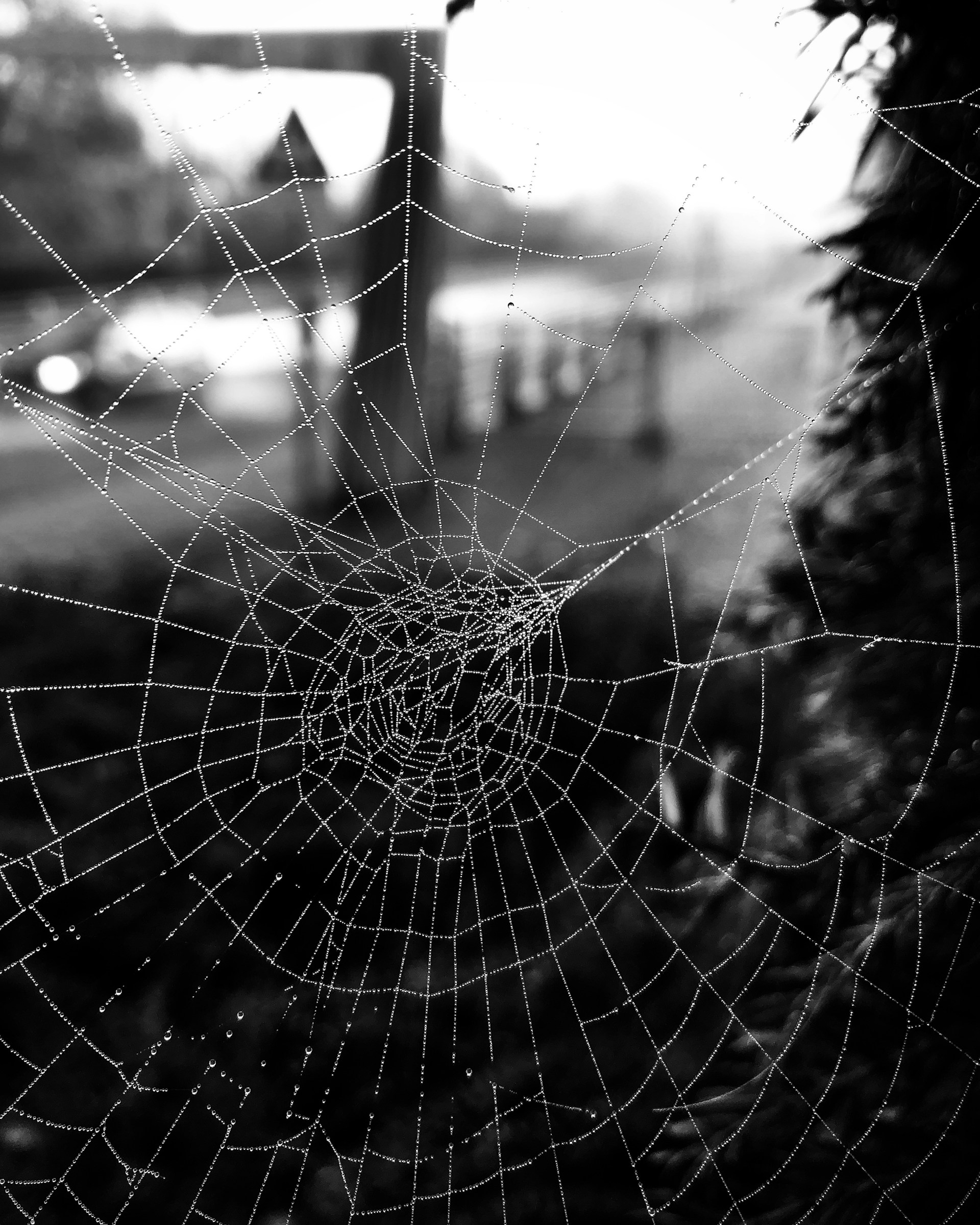 A close-up shot of a dew-covered spider web glistening in the early morning light.