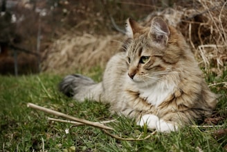 long-coated gray cat