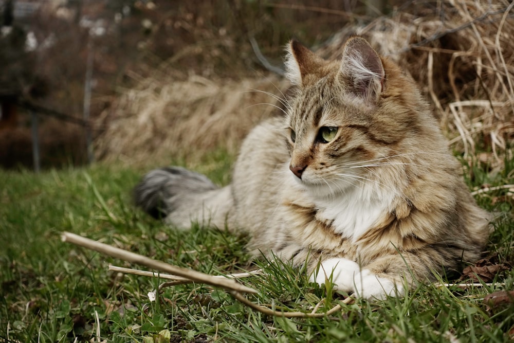 chat gris à poil long