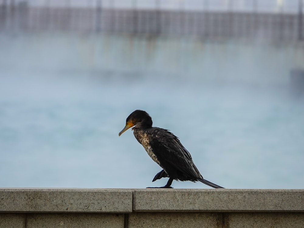 コンクリートの上にとまる鳥