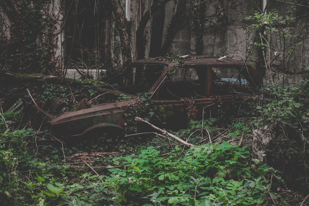 vintage brown car covered with vines