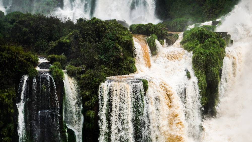 overflowing river on forest