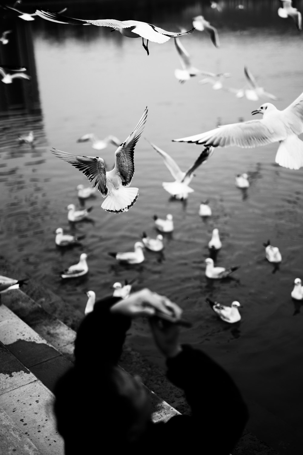 man taking photo of flying birds