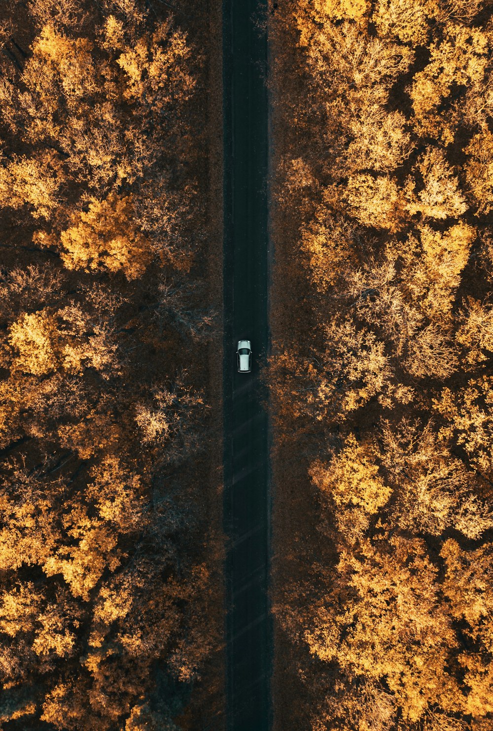 Fotografía aérea de un coche en el bosque