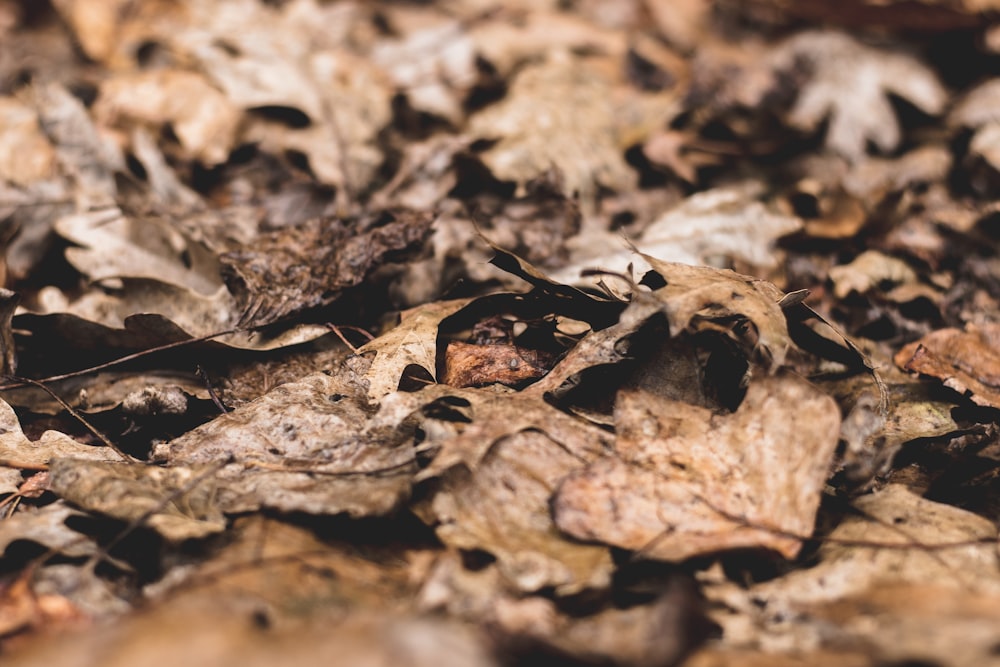 shallow focus photo of dried leaves