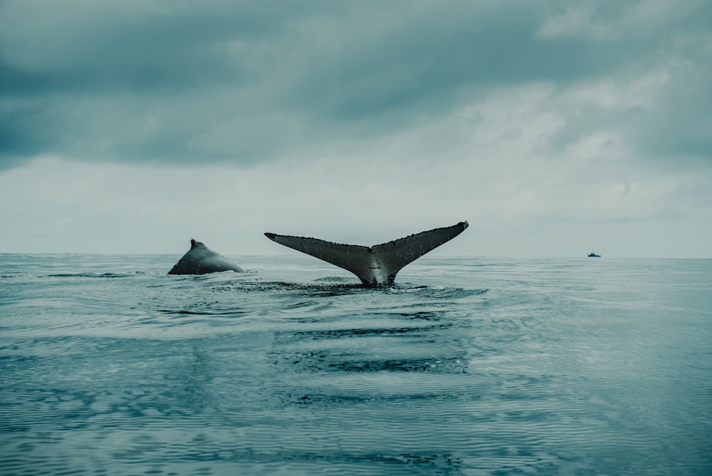 photo of fish during cloudy day