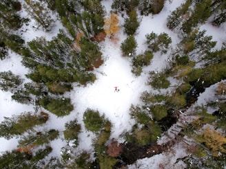 aerial photography of green trees