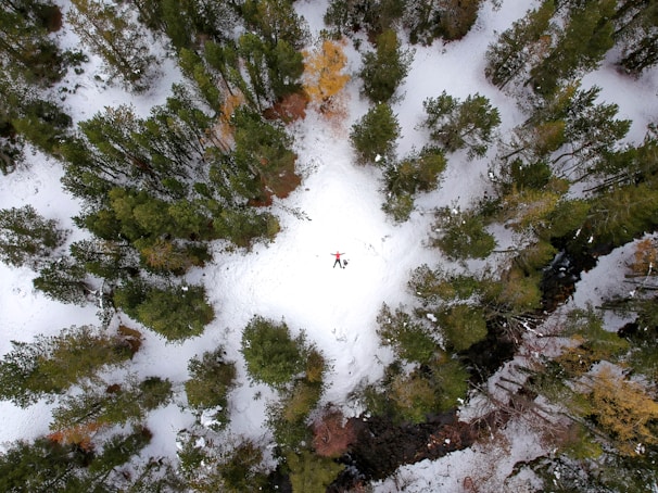 aerial photography of green trees