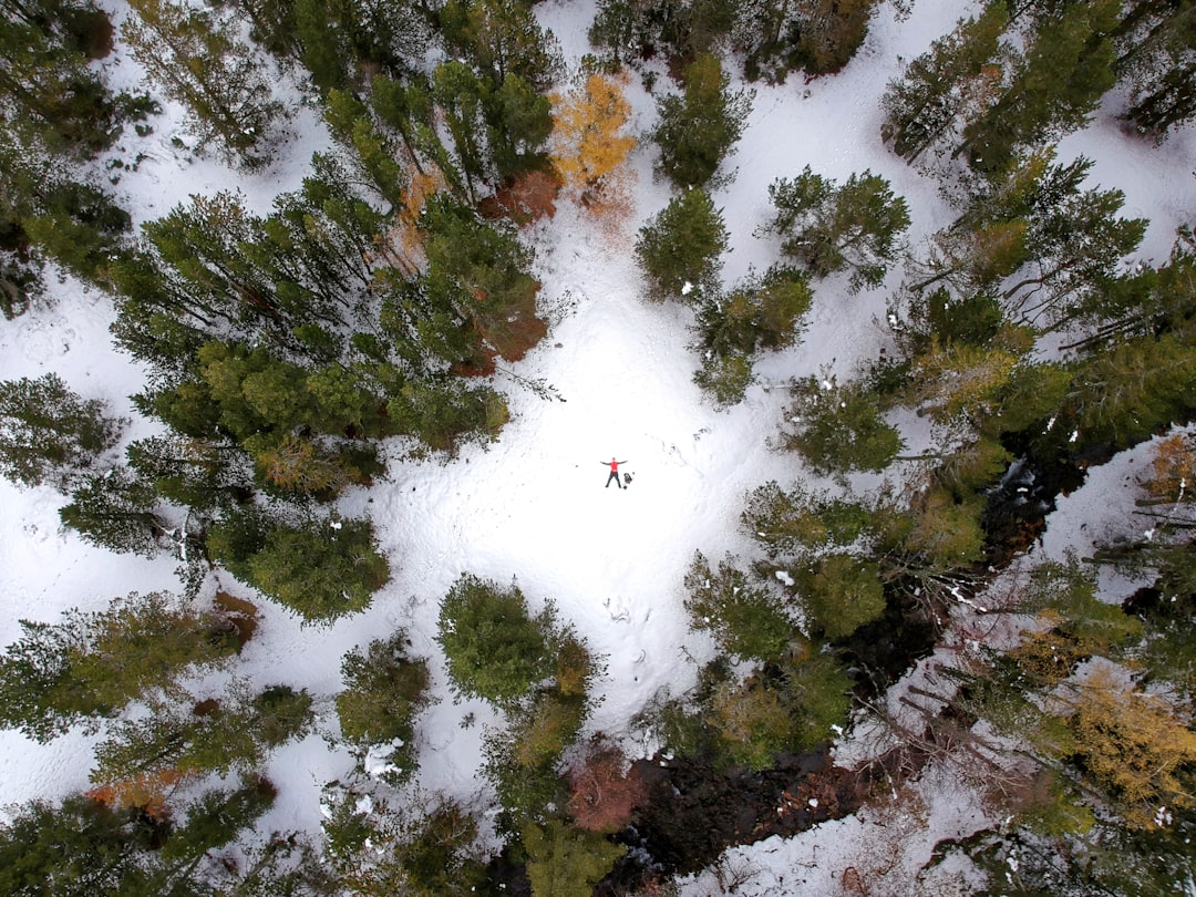 aerial photography of green trees