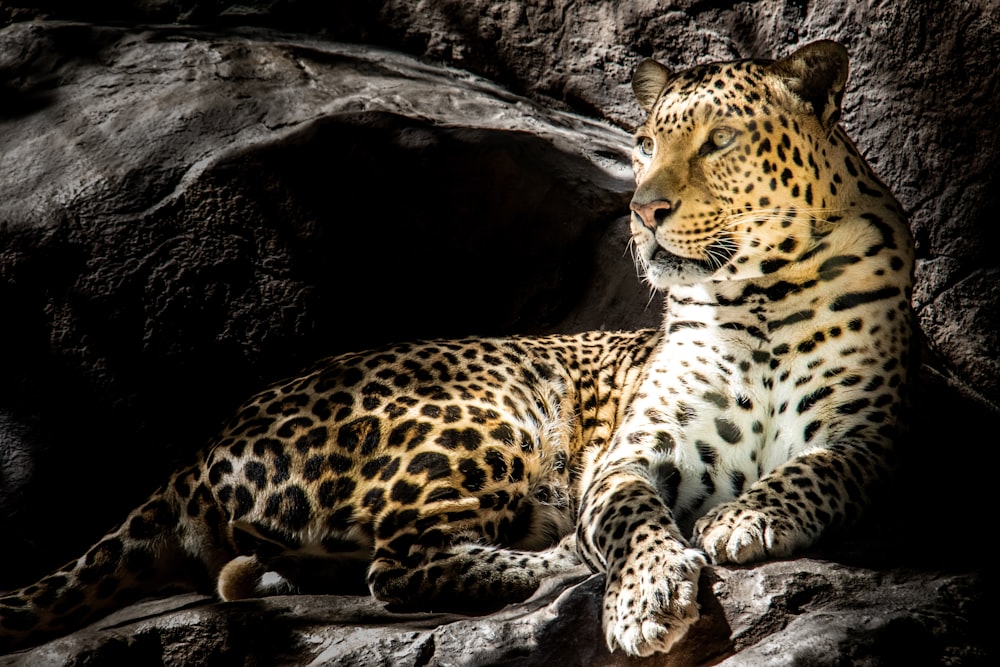Leopardo marrom na fotografia de foco