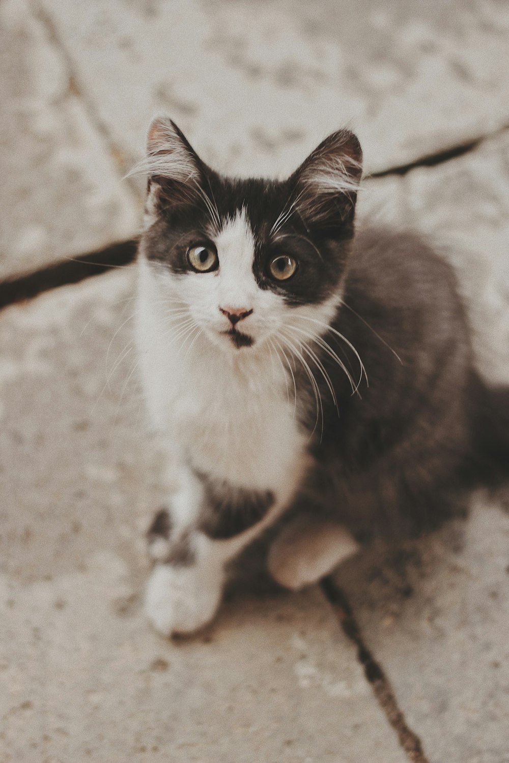 Manx Cat Pictures Download Free Images On Unsplash