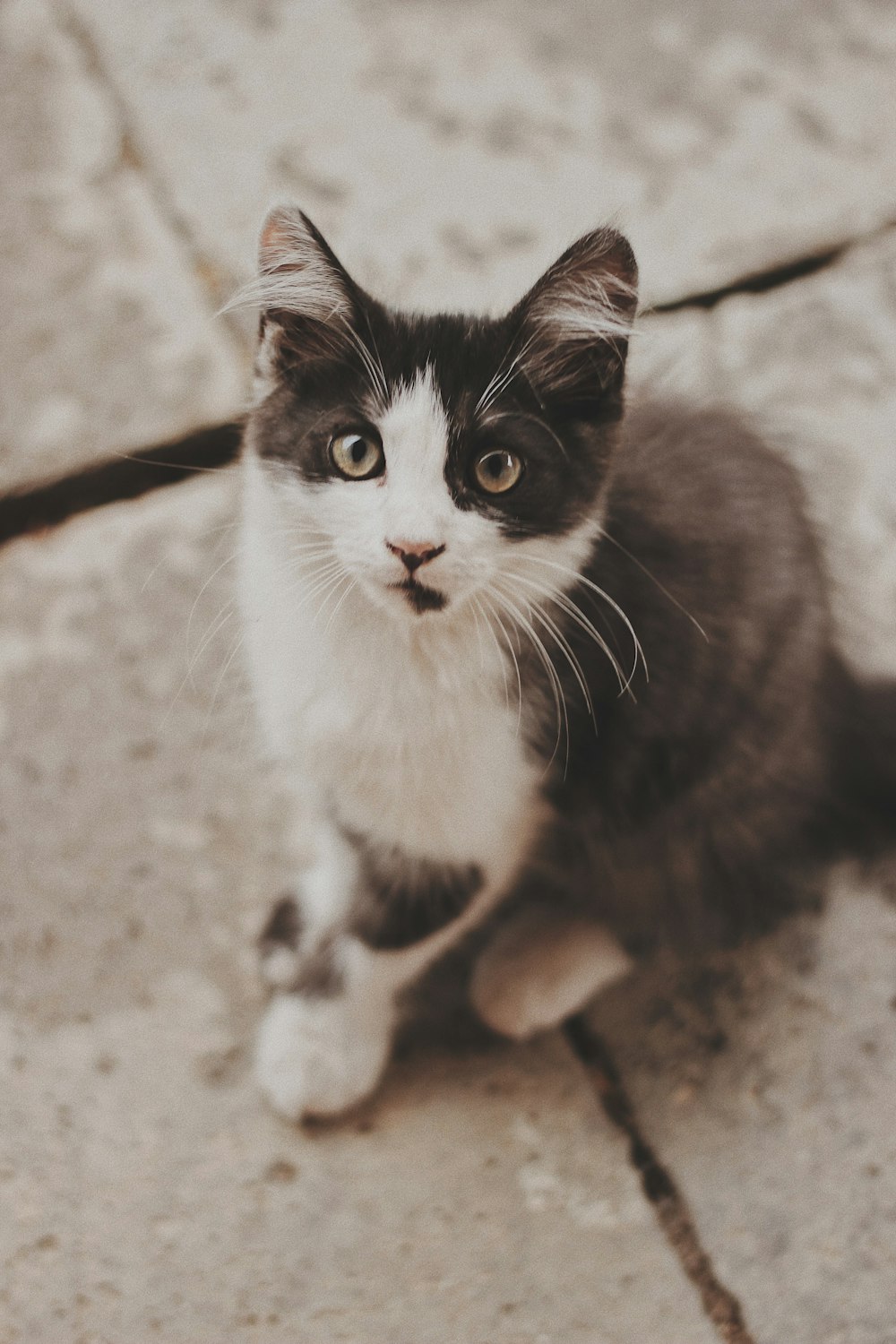 회색 콘크리트 포장 도로에 앉아있는 고양이