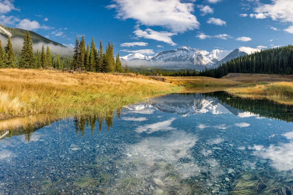 green grass field and pine trees