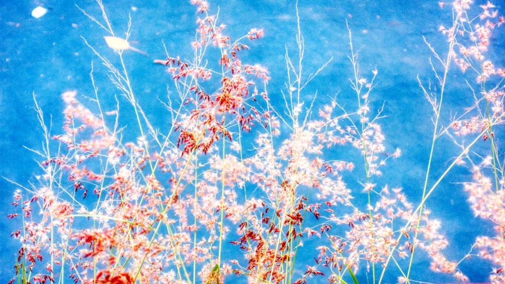 a bunch of flowers that are in the grass