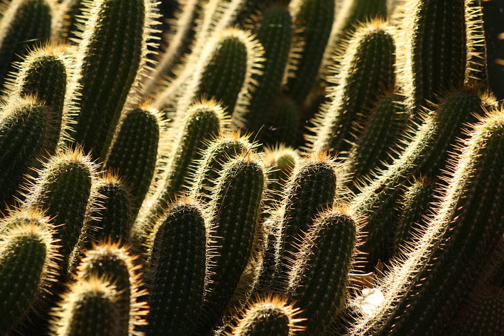 green cactus plants