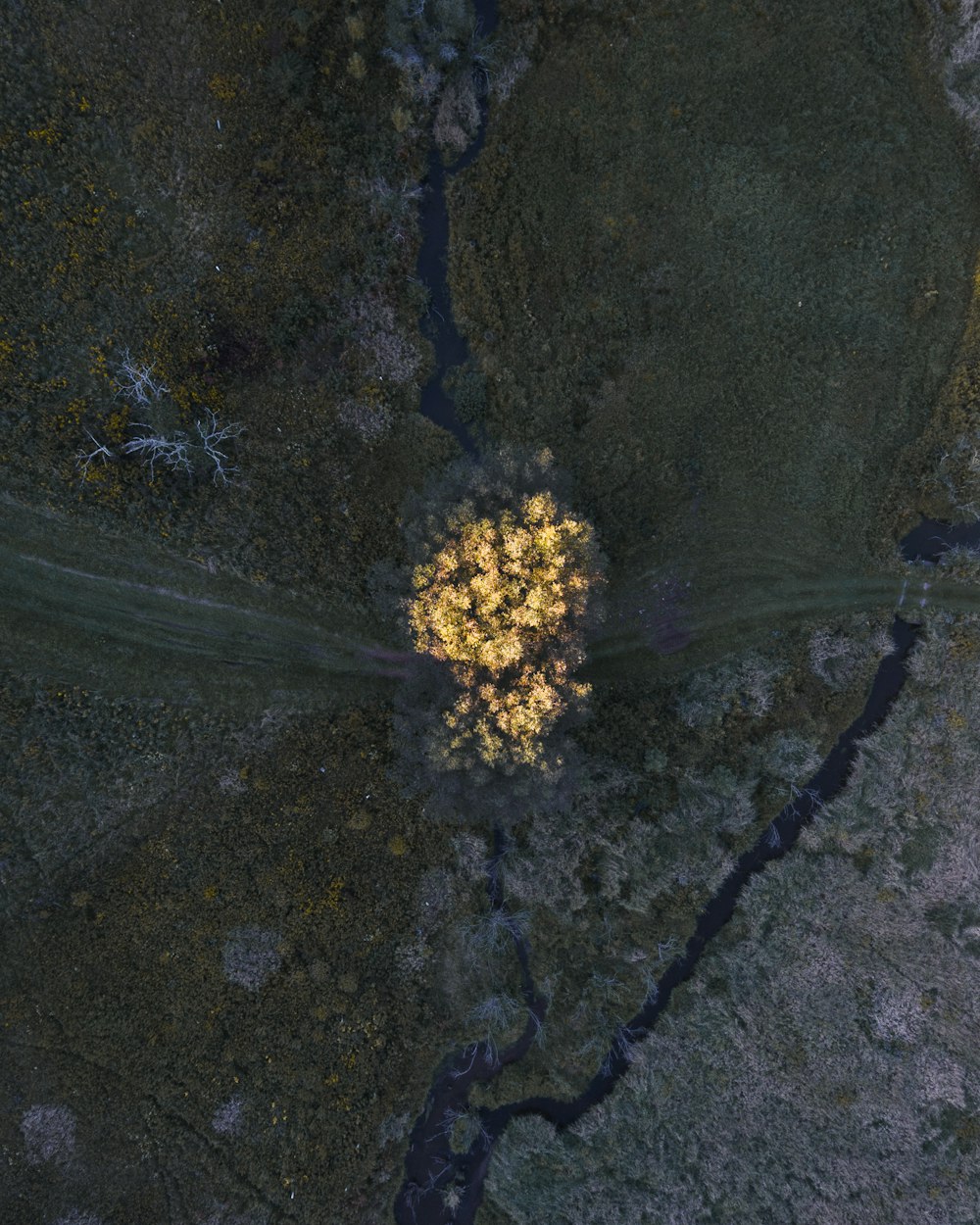 an aerial view of a tree in the middle of a river