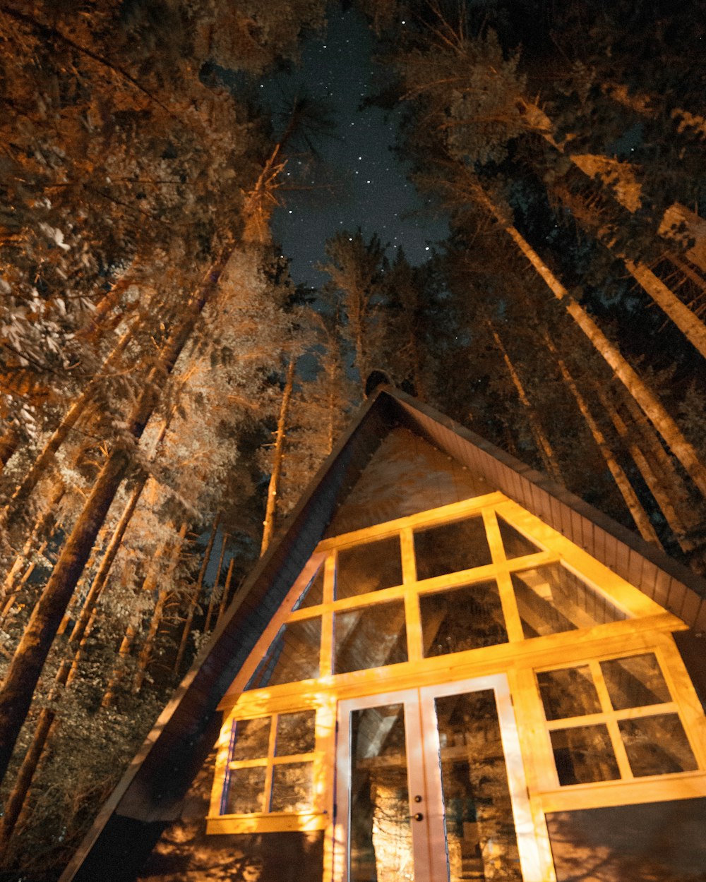 worm view photo of cabin and trees
