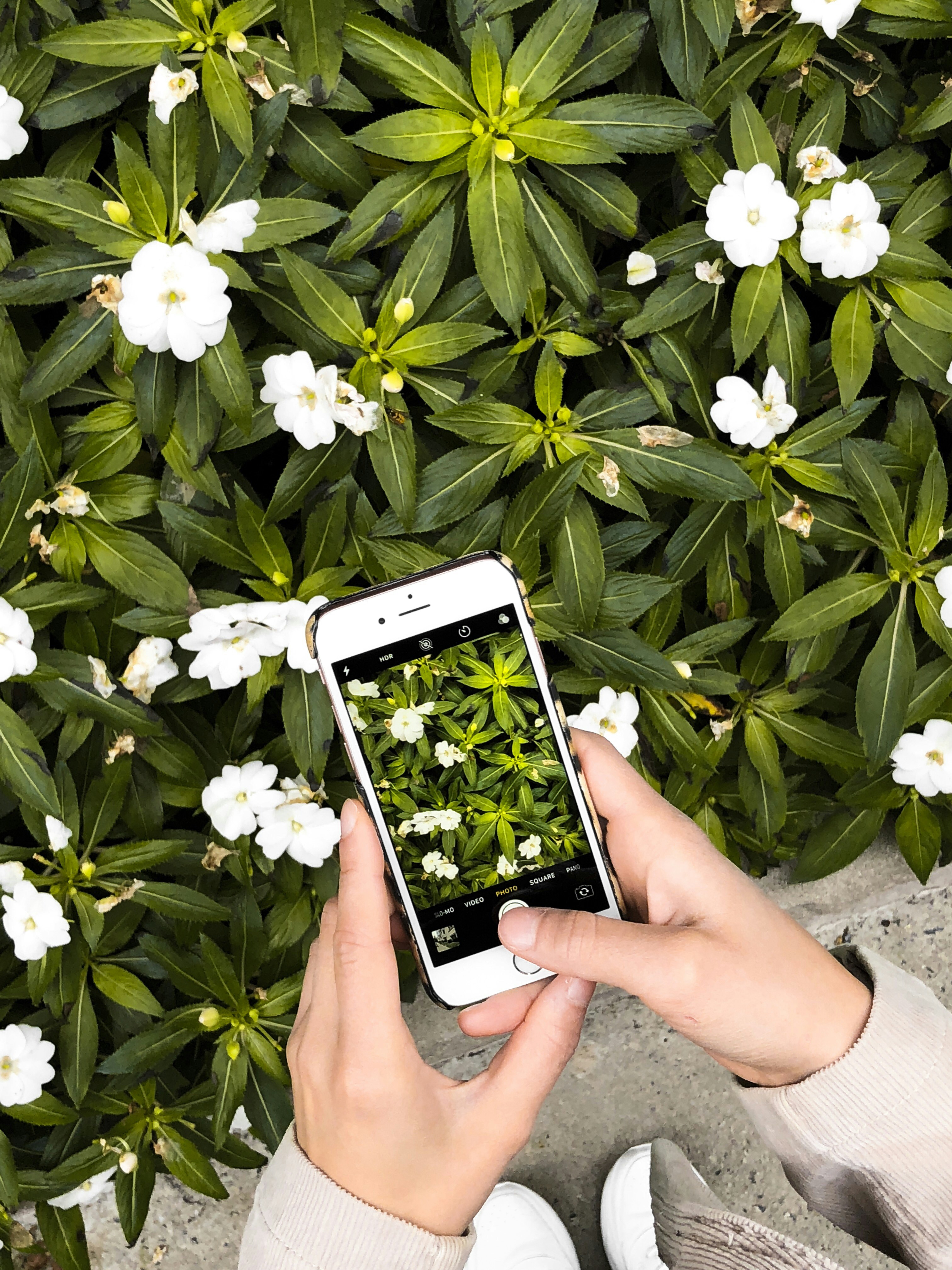 Gardening tools for seniors: Using a smartphone app to identify plants