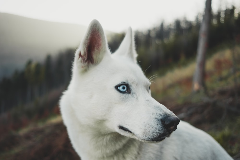 close-up photo of white short-coated dog