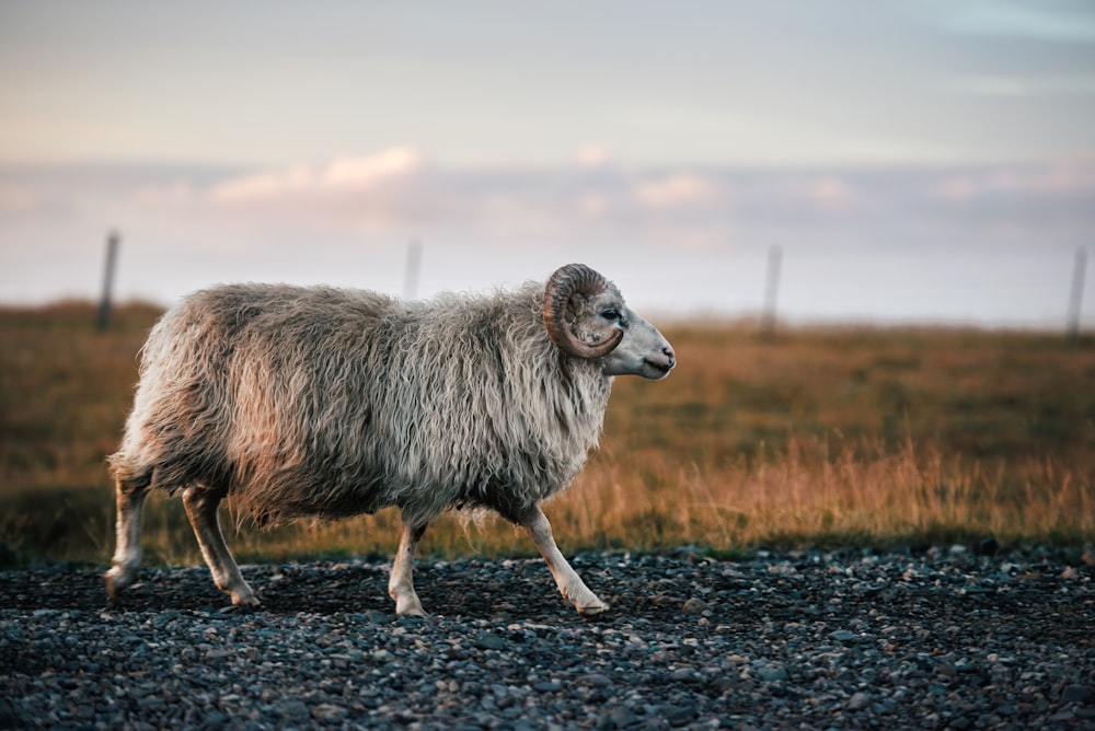 white sheep surrounded by grass