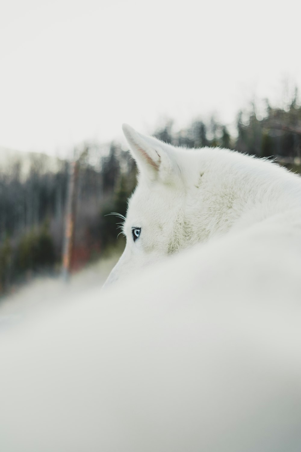 photography of dog