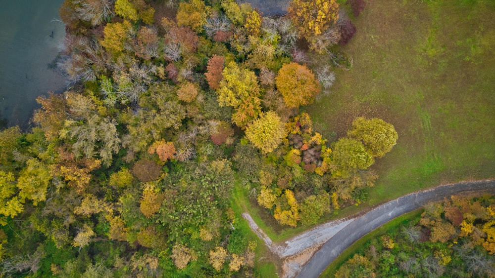 high-angle photography of green and brown trees