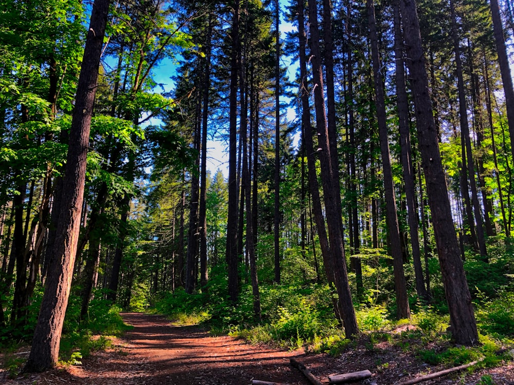 alberi verdi e strada marrone durante il giorno