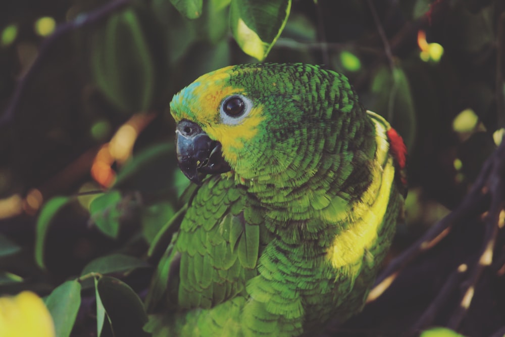 green and yellow bird