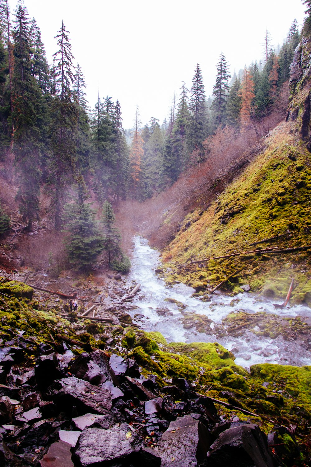 landscape photography of river surrounded with pine trees