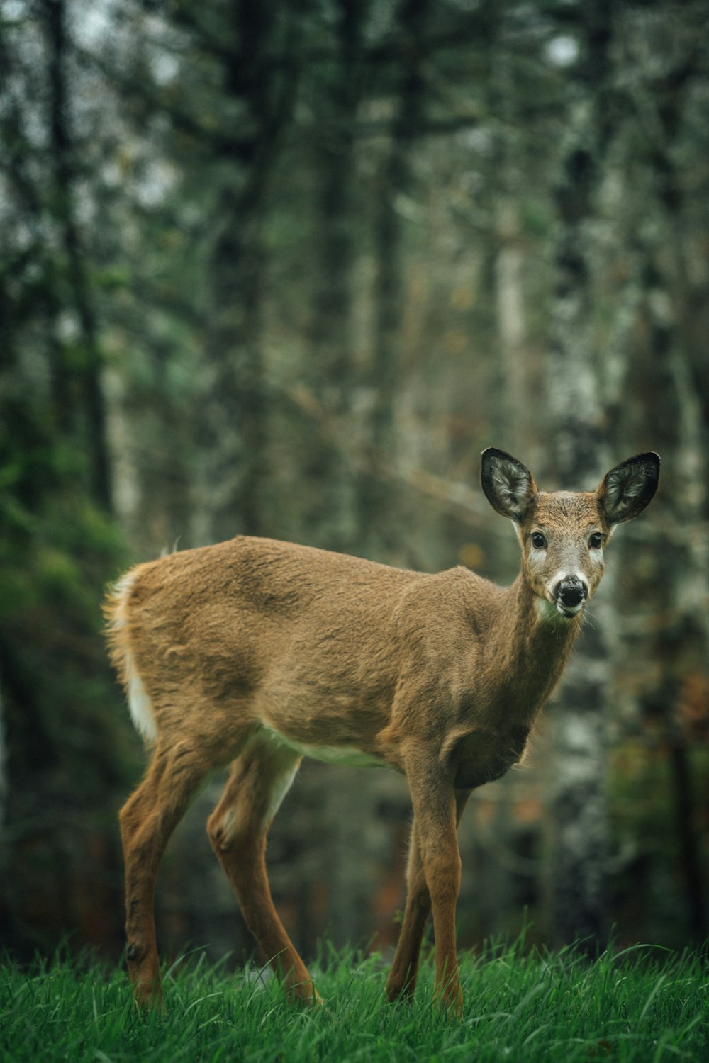 brown deer standing on grass