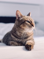 focus photography of cat sitting on mattress