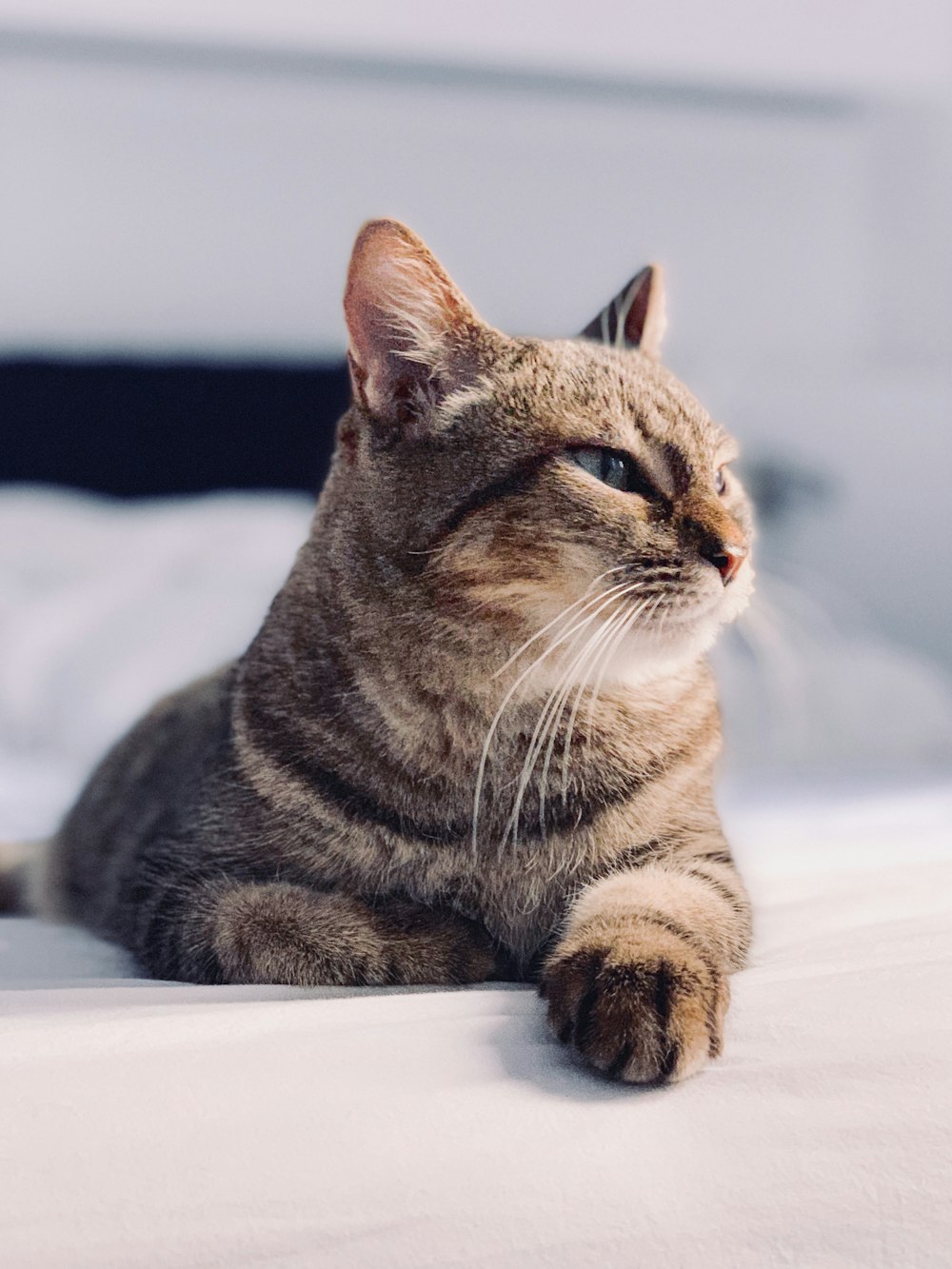 focus photography of cat sitting on mattress