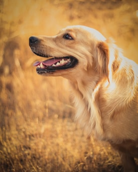 A happy dog playing in a sunny park, surrounded by green grass and trees.