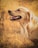 A happy golden retriever eagerly enjoying a dog treat in a sunny park.