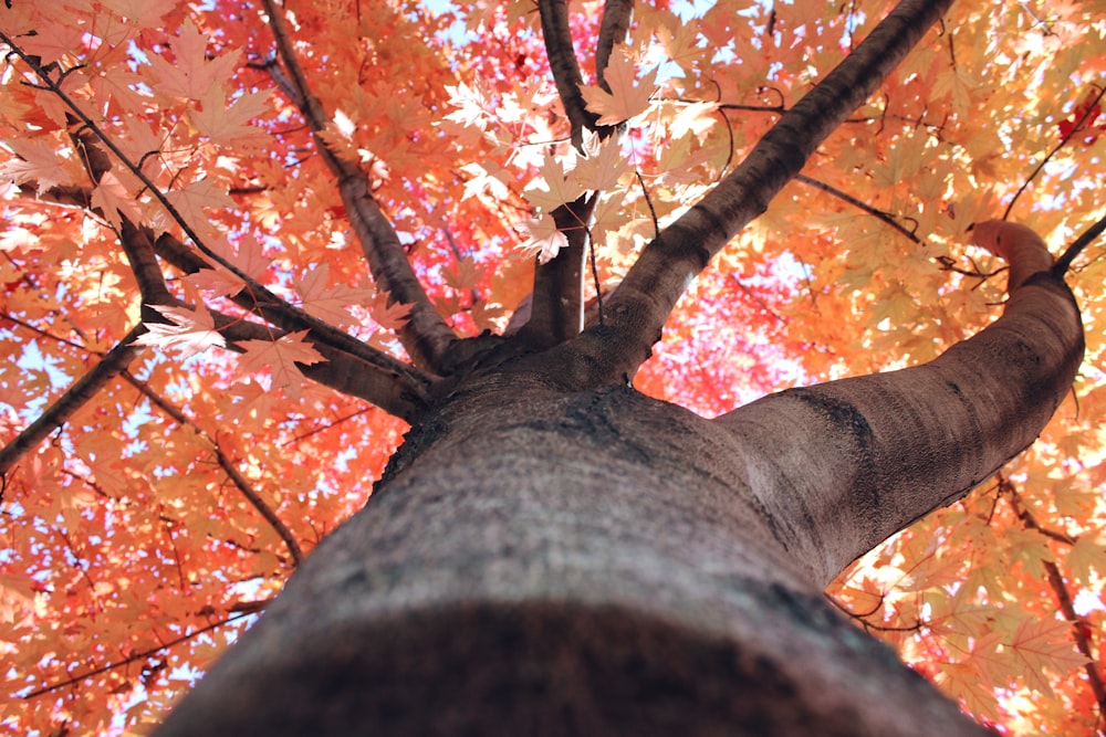 tree with orange maple leaves