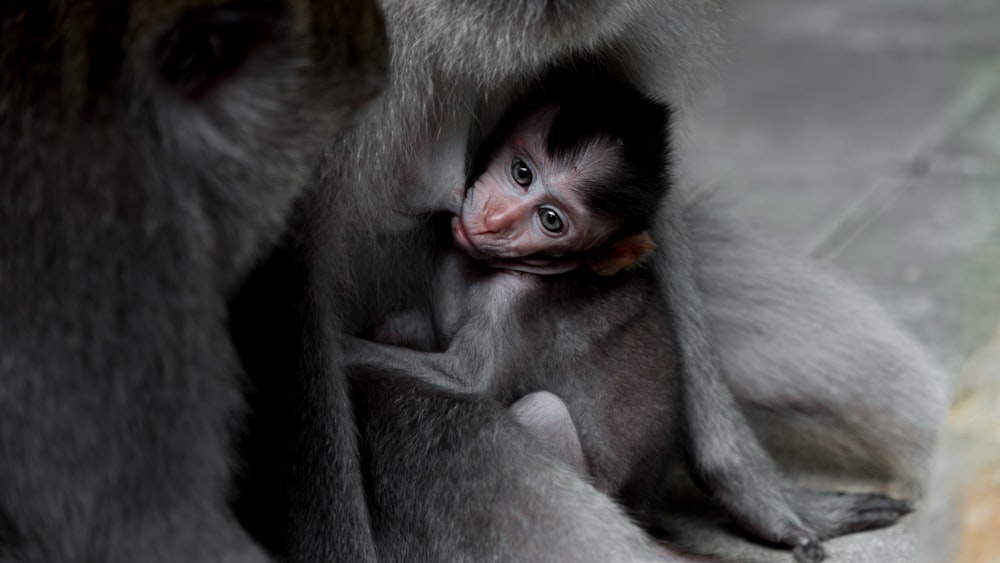 closeup photography of gray monkey