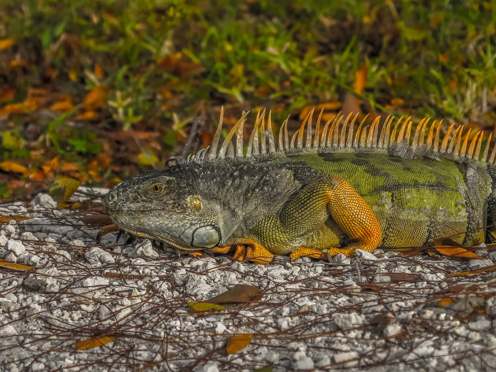 wildlife photography of green iguana