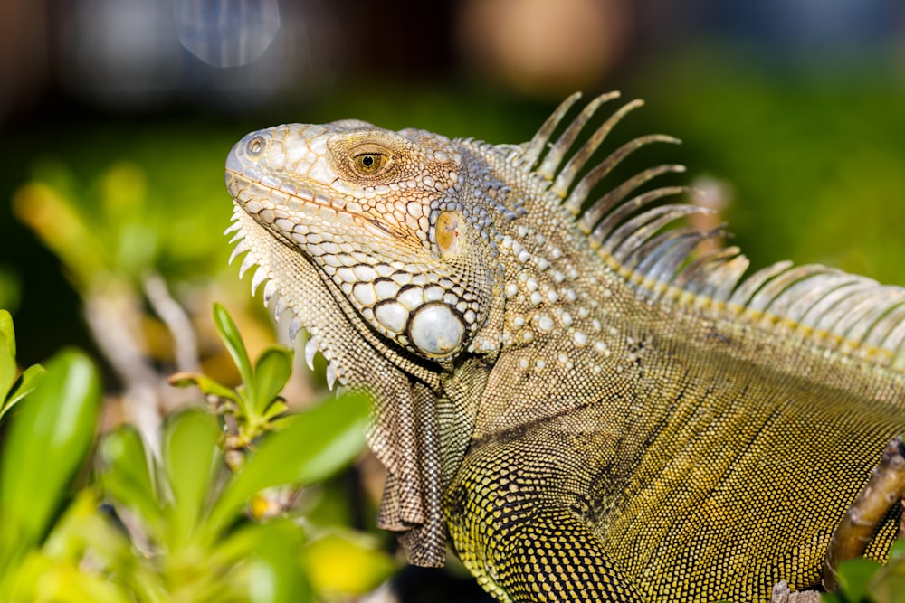 iguane iguane iguane iguane igua