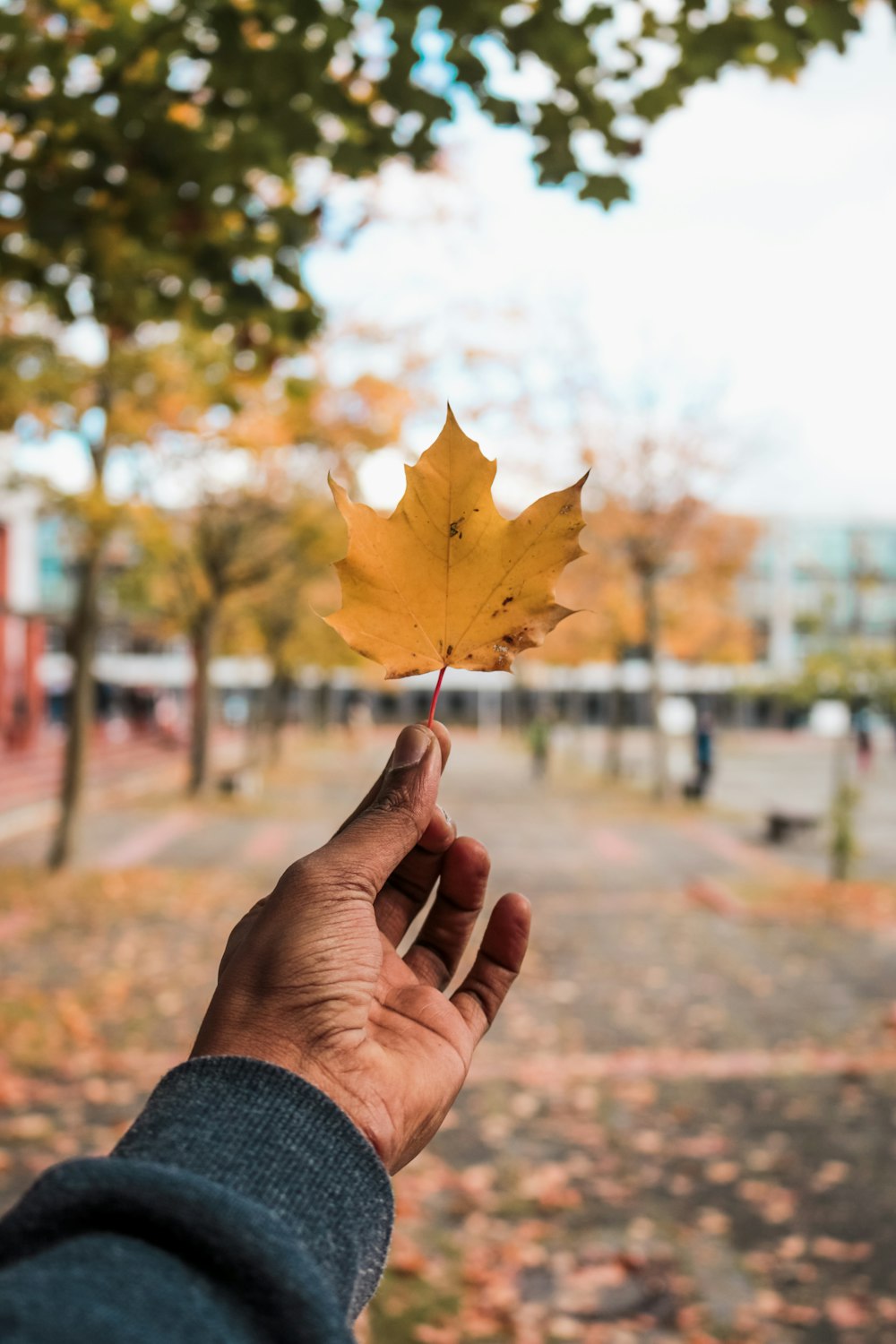 person holding dried maple leaf during daytime