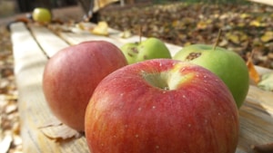 Organic Red Apples