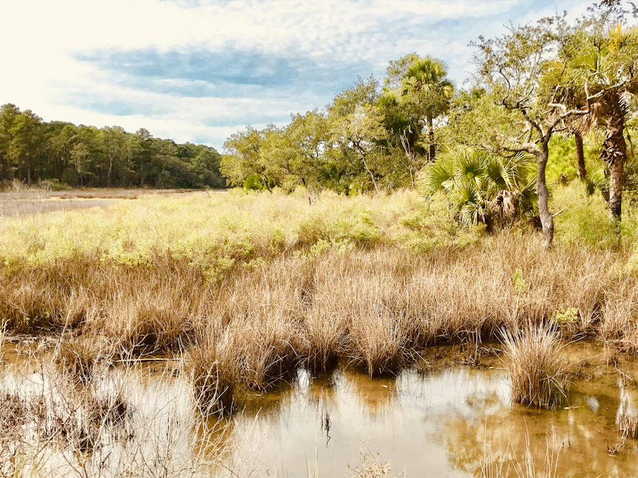 Botany Bay tidal creek at Edisto Island, South Carolina