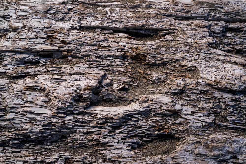 a close up of a rock face with a bird in the middle of it